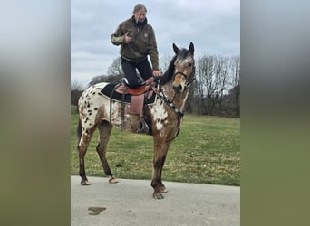 Appaloosa, Klacz, 4 lat, 154 cm, Tarantowata