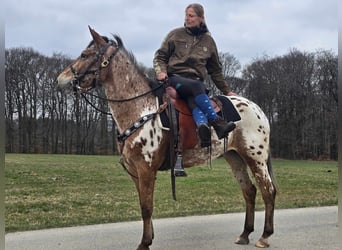 Appaloosa, Klacz, 4 lat, 154 cm, Tarantowata