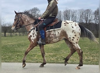 Appaloosa, Klacz, 4 lat, 154 cm, Tarantowata