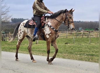 Appaloosa, Klacz, 4 lat, 154 cm, Tarantowata