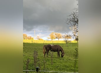 Appaloosa, Klacz, 4 lat, 155 cm