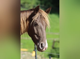Appaloosa, Klacz, 4 lat, 155 cm