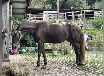 Appaloosa, Klacz, 4 lat, 155 cm