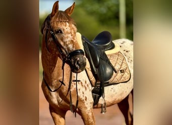 Appaloosa, Klacz, 4 lat, 155 cm, Tarantowata