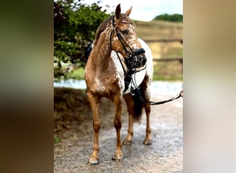 Appaloosa, Klacz, 4 lat, 155 cm, Tarantowata