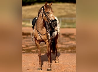 Appaloosa, Klacz, 4 lat, 155 cm, Tarantowata