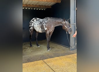Appaloosa, Klacz, 4 lat, 156 cm, Kara