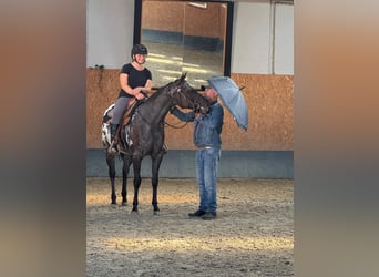 Appaloosa, Klacz, 4 lat, 156 cm, Kara