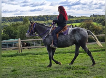 Appaloosa Mix, Klacz, 4 lat, 156 cm, Tarantowata