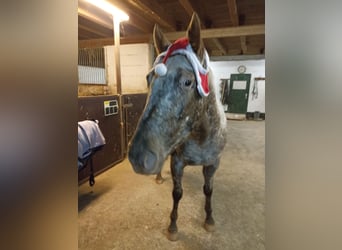 Appaloosa, Klacz, 4 lat, 160 cm, Tarantowata