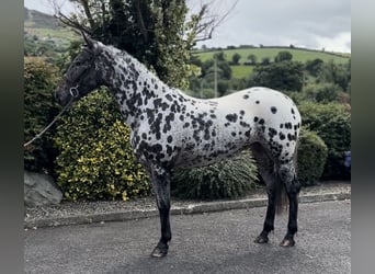 Appaloosa, Klacz, 4 lat, 163 cm, Tarantowata