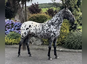 Appaloosa, Klacz, 4 lat, 163 cm, Tarantowata