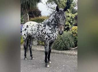 Appaloosa, Klacz, 4 lat, 163 cm, Tarantowata