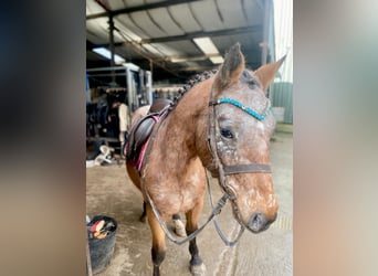 Appaloosa, Klacz, 5 lat, 128 cm