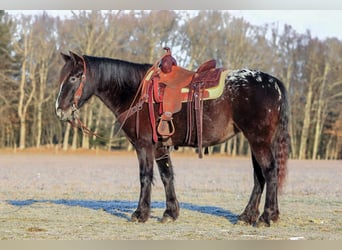 Appaloosa Mix, Klacz, 5 lat, 147 cm