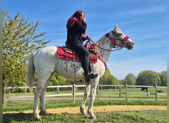 Appaloosa, Klacz, 5 lat, 149 cm, Tarantowata