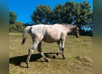 Appaloosa Mix, Klacz, 5 lat, 158 cm, Karodereszowata