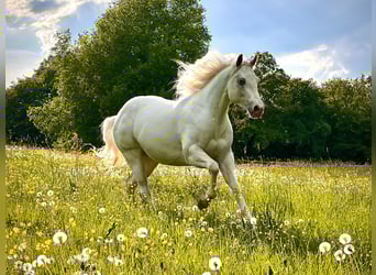 Appaloosa, Klacz, 5 lat, 158 cm