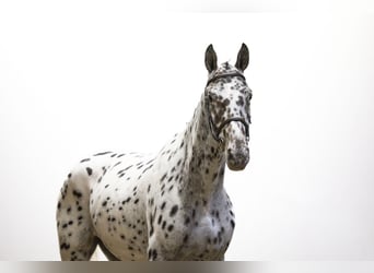 Appaloosa, Klacz, 5 lat, 167 cm, Tarantowata