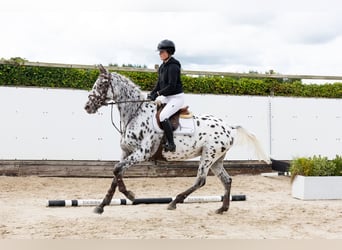 Appaloosa, Klacz, 5 lat, 167 cm, Tarantowata
