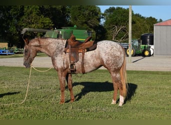 Appaloosa, Klacz, 5 lat, Kasztanowatodereszowata