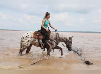 Appaloosa, Klacz, 6 lat, 147 cm