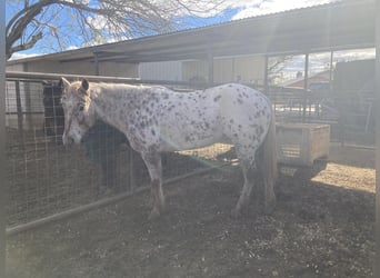 Appaloosa, Klacz, 6 lat, 147 cm