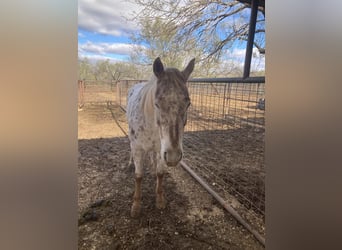 Appaloosa, Klacz, 6 lat, 147 cm