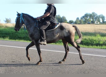 Appaloosa, Klacz, 6 lat, 152 cm, Karodereszowata