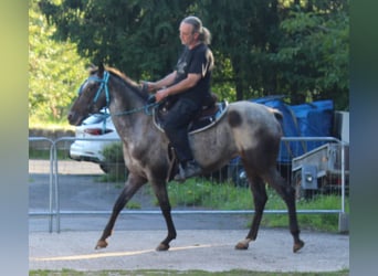 Appaloosa, Klacz, 6 lat, 152 cm, Karodereszowata