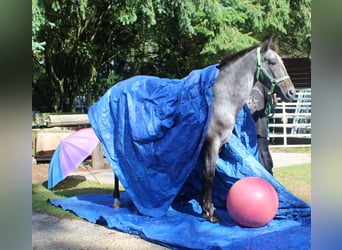 Appaloosa, Klacz, 6 lat, 152 cm, Karodereszowata