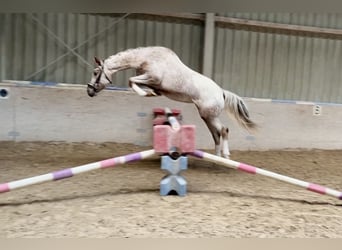 Appaloosa, Klacz, 6 lat, 158 cm, Tarantowata