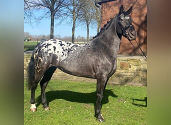 Appaloosa, Klacz, 6 lat, 160 cm, Karosiwa