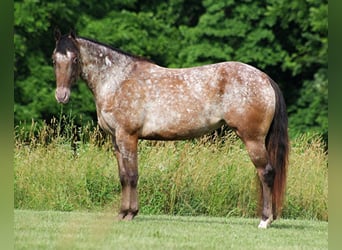 Appaloosa, Klacz, 6 lat