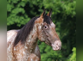 Appaloosa, Klacz, 6 lat