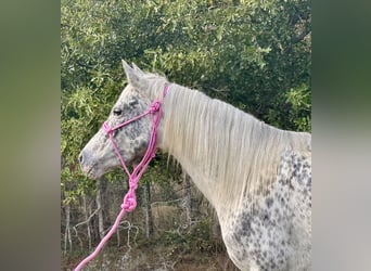 Appaloosa, Klacz, 7 lat, 140 cm, Tarantowata