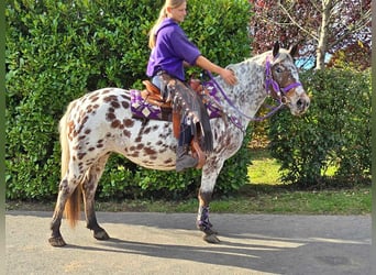 Appaloosa, Klacz, 7 lat, 148 cm, Tarantowata