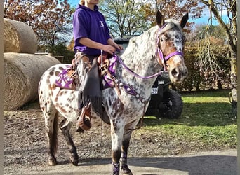 Appaloosa, Klacz, 7 lat, 148 cm, Tarantowata