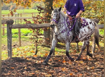 Appaloosa, Klacz, 7 lat, 148 cm, Tarantowata