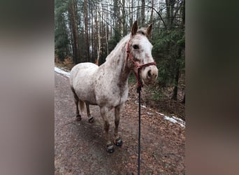 Appaloosa, Klacz, 7 lat, 150 cm, Biała