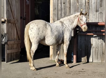 Appaloosa, Klacz, 7 lat, 150 cm, Biała