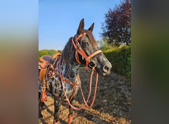 Appaloosa, Klacz, 7 lat, 153 cm, Tarantowata