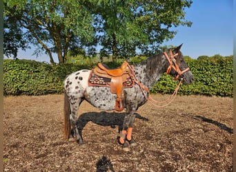 Appaloosa, Klacz, 7 lat, 153 cm, Tarantowata