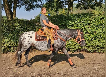 Appaloosa, Klacz, 7 lat, 153 cm, Tarantowata