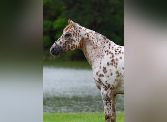Appaloosa, Klacz, 7 lat, Cisawa