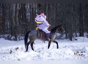 Appaloosa, Klacz, 8 lat, 147 cm, Gniadodereszowata