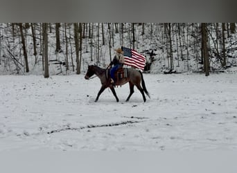 Appaloosa, Klacz, 8 lat, 147 cm, Gniadodereszowata