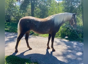 Appaloosa, Klacz, 8 lat, 150 cm, Gniada