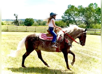 Appaloosa, Klacz, 8 lat, 150 cm, Gniada