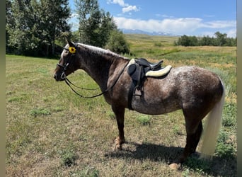 Appaloosa, Klacz, 8 lat, 150 cm, Gniada